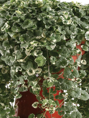 BEGONIA SOLENIA APRICOT