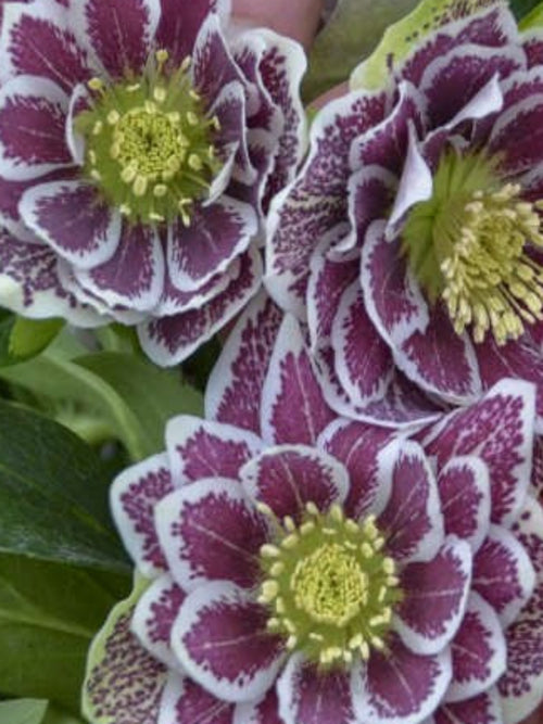 HELLEBORUS SHOTGUN WEDDING