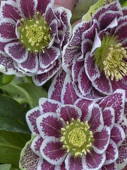 HELLEBORUS SHOTGUN WEDDING