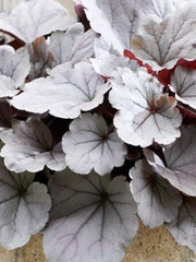 HEUCHERA SILVERBERRY
