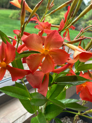 MANDEVILLA SUN PARASOL 'MAUI SUNSET'
