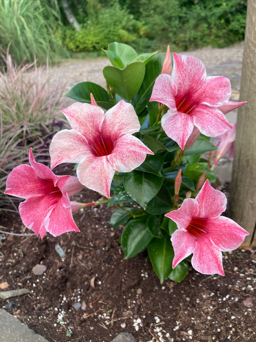 MANDEVILLE SUN PARASOL MAUVELOUS