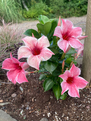 MANDEVILLE SUN PARASOL MAUVELOUS