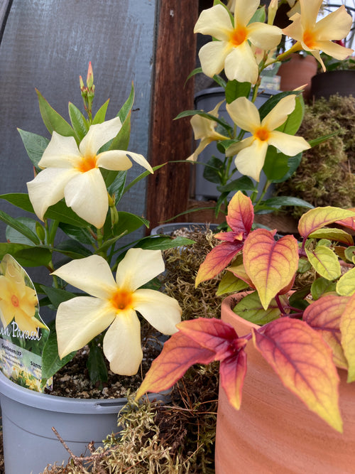 MANDEVILLA SUN PARASOL 'SUNBEAM'
