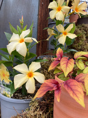 MANDEVILLA SUN PARASOL 'SUNBEAM'