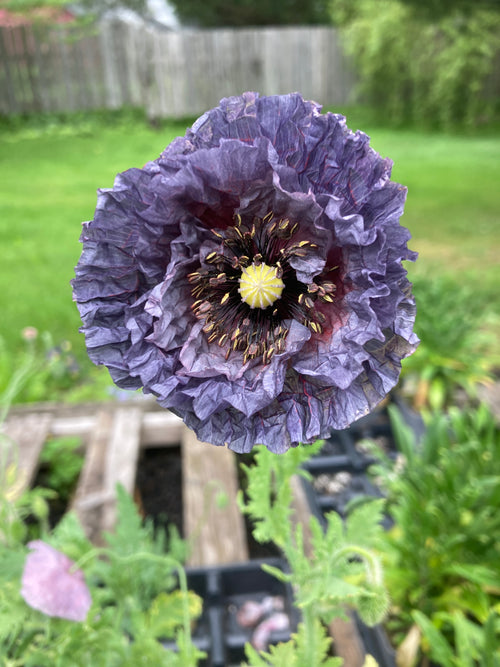 POPPY 'AMAZING GREY'
