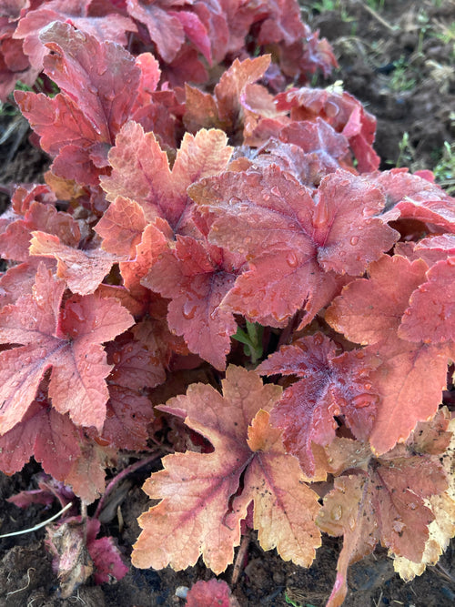 HEUCHERA CARNIVAL 'CINNAMON STICK'