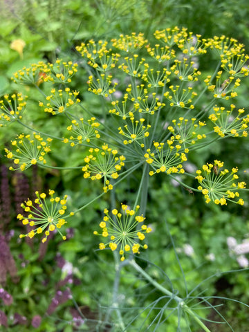 HERB-CHIVES 'ALLIUM TUBEROSUM'