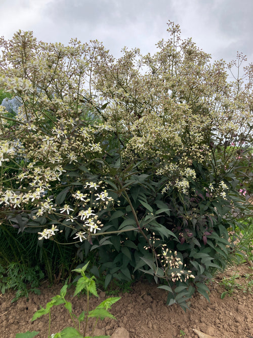 CLEMATIS RECTA 'PURPUREA'