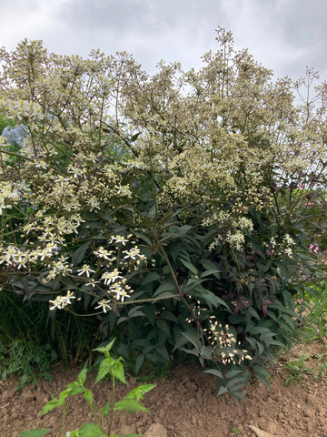 ACHILLEA SKYSAIL YELLOW