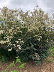 CLEMATIS RECTA 'PURPUREA'