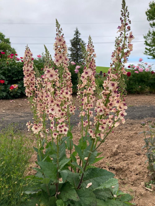 VERBASCUM 'SOUTHERN CHARM'