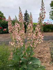 VERBASCUM 'SOUTHERN CHARM'