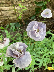 POPPY 'AMAZING GREY'