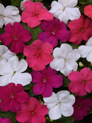 IMPATIENS PORTLAND MIX