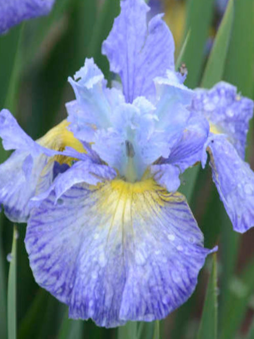 SIBERIAN IRIS 'CAPE COD BOYS'