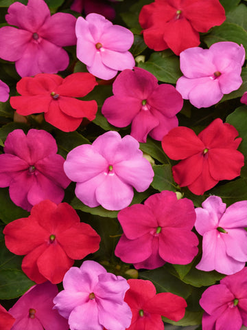 IMPATIENS MIX
