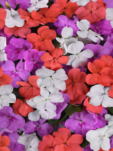 IMPATIENS MIX