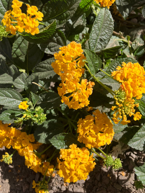 LANTANA BANDOLERO LEMON