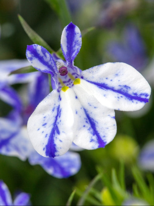 LOBELIA RIFT BLUE