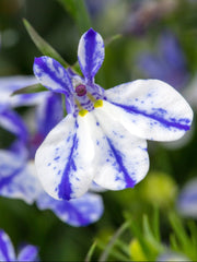 LOBELIA RIFT BLUE