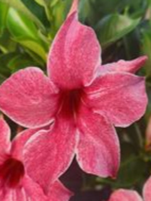 MANDEVILLA SUN PARASOL 'MAUVELOUS'