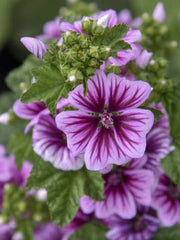 MALVA ZEBRINA