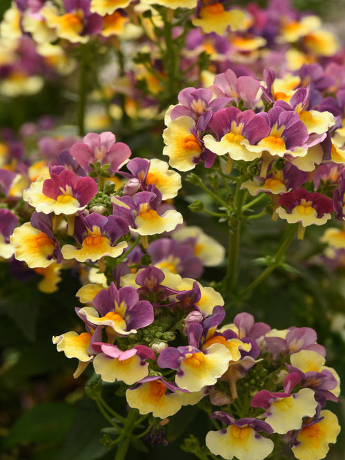 NEMESIA SUNGLOW YELLOW BICOLOR