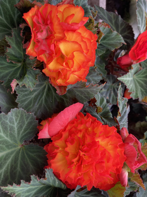 BEGONIA NON-STOP TUBEROUS 'FIRE'