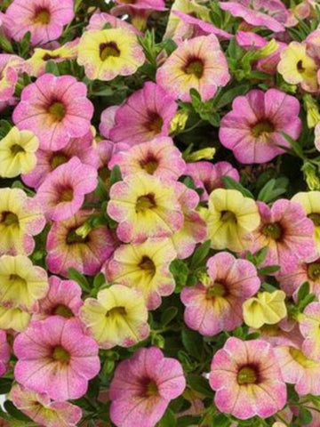 SUCCULENT - DELOSPERMA (ICE PLANT) JEWEL OF THE DESERT GARNET