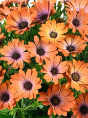 OSTEOSPERMUM ORANGE