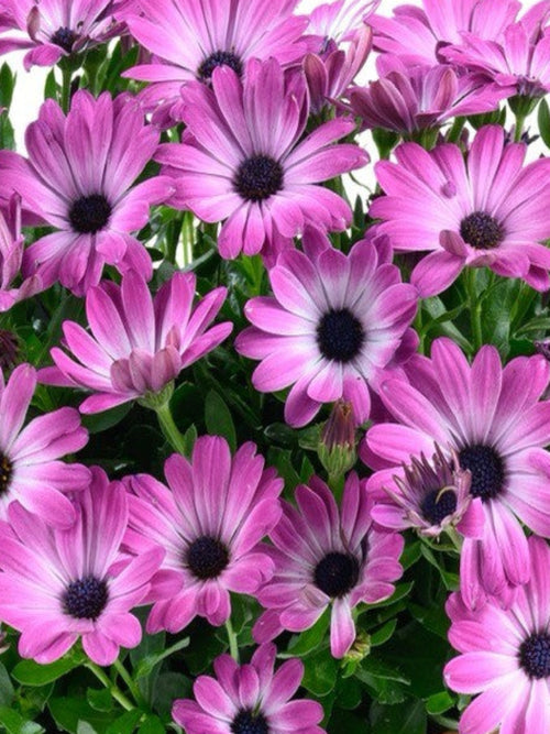 OSTEOSPERMUM OPTIMISTIC PINK
