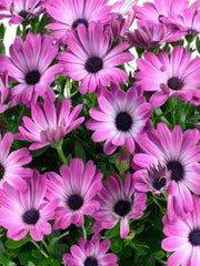 OSTEOSPERMUM OPTIMISTIC PINK