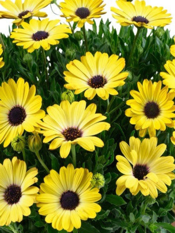 CALIBRACHOA SUNSET