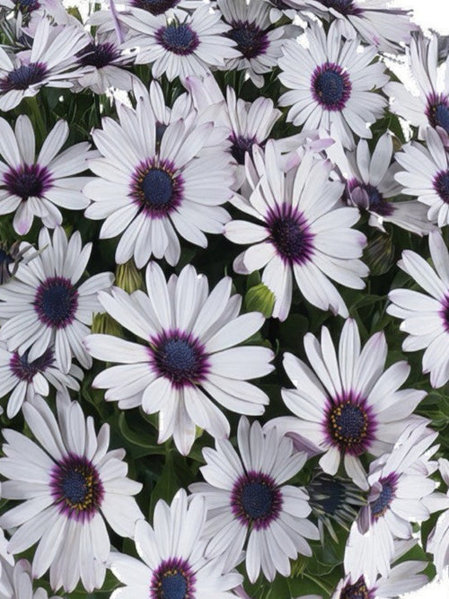 OSTEOSPERMUM TRUSTY AMETHYST