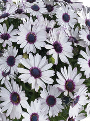 OSTEOSPERMUM TRUSTY AMETHYST