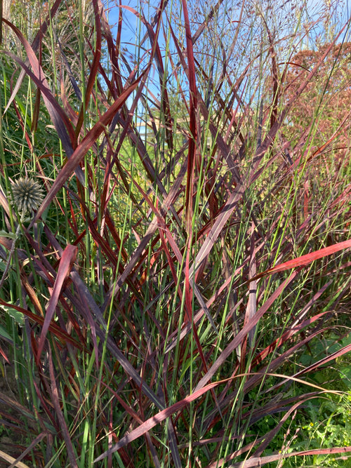 PANICUM VIRGATUM 'HOT ROD'