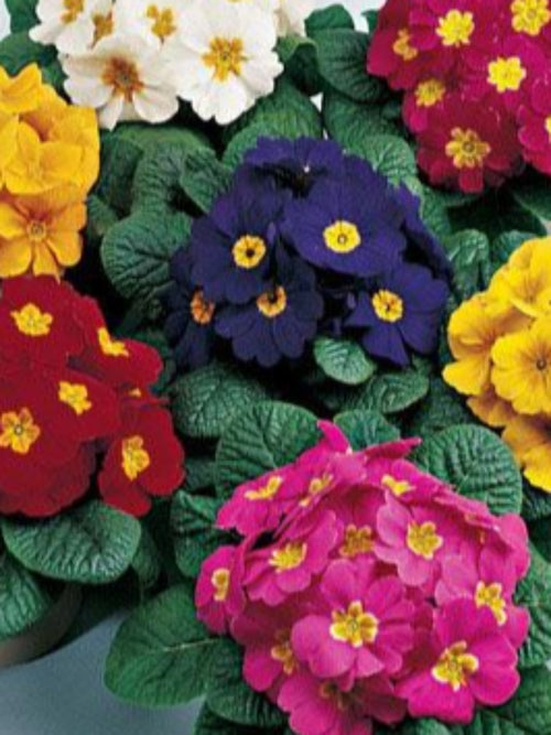 PRIMULA PRINCESS MIX