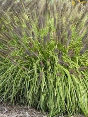 PENNISETUM 'HAMELN'