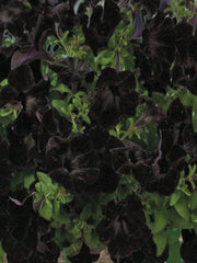 PETUNIA CRAZYTUNIA BLACK MAMBA