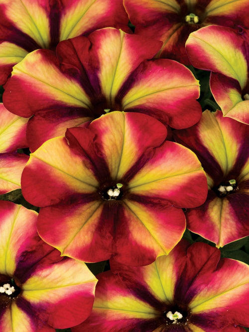 PETUNIA CRAZYTUNIA 'RAZZMATAZZ'