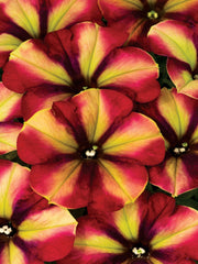 PETUNIA CRAZYTUNIA 'RAZZMATAZZ'