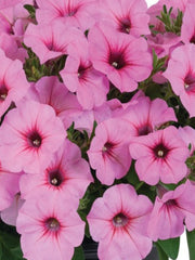 PETUNIA ROYAL PINK