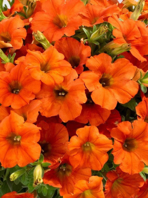 PETUNIA INFERNO THE ORANGE