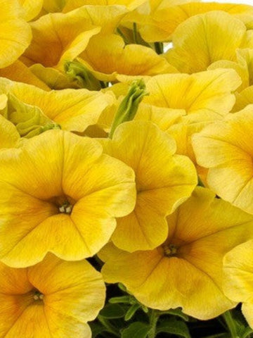 SUNPATIENS COMPACT  'WHITE'