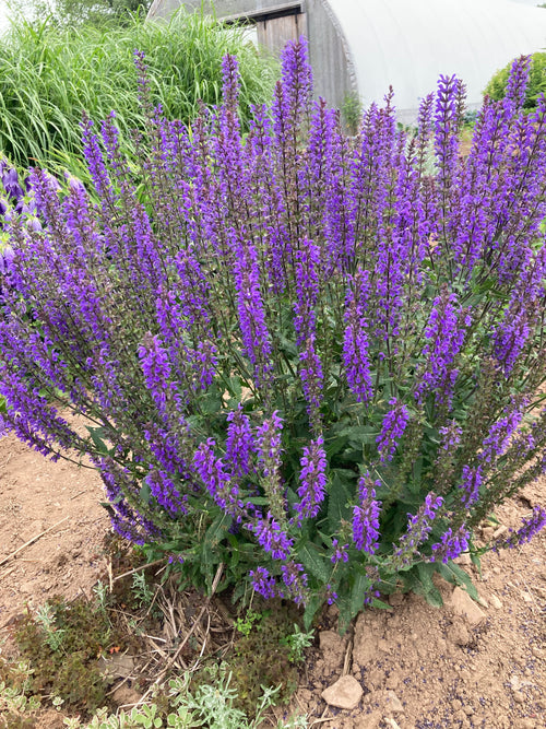 SALVIA MERLEAU BLUE