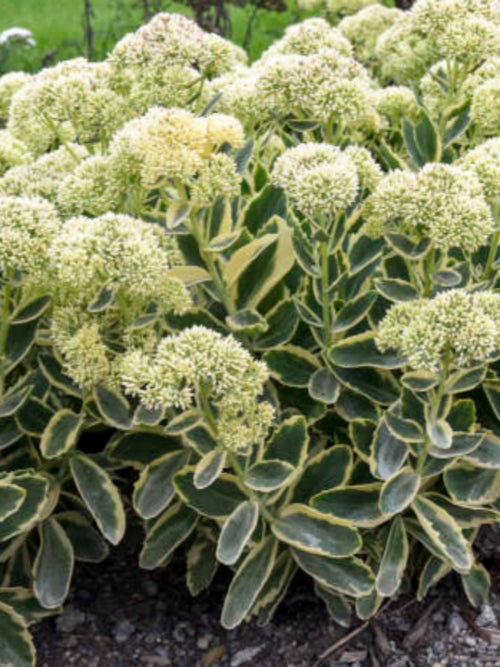 SEDUM FROSTED FIRE