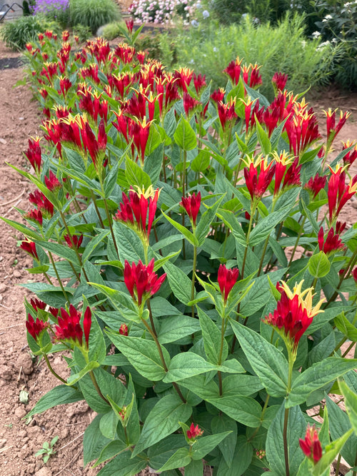 SPIGELIA MARILANDICA