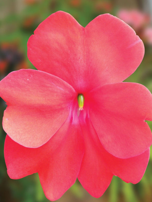 SUNPATIENS SPREADING 'CORONA'