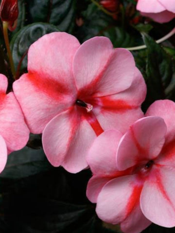 GERANIUM REGAL(MARTHA WASHINGTON) 'ELEGANCE ROYALTY WHITE'